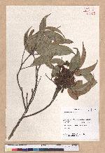 Castanopsis fabri Hance 星刺栲