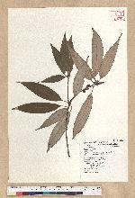 Neolitsea aciculata (Blume) Koidz. var. variabillima (Hayata) J. C. Liao 變葉新木薑子