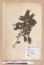 Lindera communis Hemsl. 香葉樹