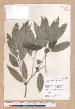 Cyclobalanopsis stenophylloides (Hayata) Kudo & Masamune ex Kudo 狹葉櫟
