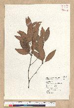 Neolitsea hiiranensis Liu & Liao 南仁山新木薑子