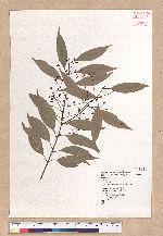 Cinnamomum macrostemon Hayata 胡氏肉桂