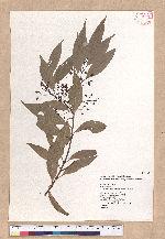Cinnamomum macrostemon Hayata 胡氏肉桂