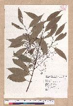 Cinnamomum macrostemon Hayata 胡氏肉桂