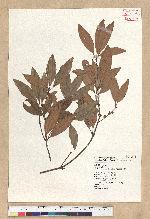 Neolitsea hiiranensis Liu & Liao 南仁山新木薑子