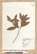 Neolitsea hiiranensis Liu & Liao 南仁山新木薑子
