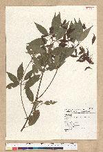 Neolitsea acuminatissima (Hayata) Kanehira et Sasaki 高山新木薑子