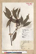 Neolitsea sericea (Blume) Koidz. 白新木薑子