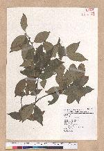 Lindera communis Hemsl. 香葉樹