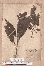 Litsea acuminata (Blume) Kurata 長葉木薑子