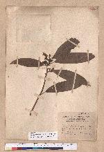 Litsea acuminata (Blume) Kurata 長葉木薑子