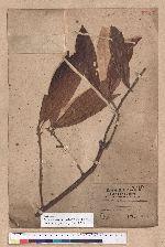 Litsea acuminata (Blume) Kurata 長葉木薑子