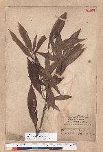 Litsea acutivena Hayata 銳脈木薑子