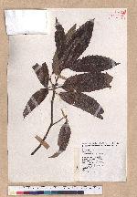 Quercus variabilis Blume 栓皮櫟