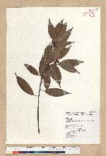 Neolitsea acuminatissima (Hayata) Kanehira et Sasaki 高山新木薑子