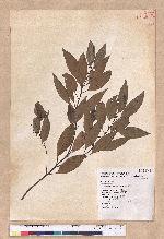 Cinnamomum macrostemon Hayata 胡氏肉桂