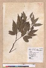 Cinnamomum macrostemon Hayata 胡氏肉桂