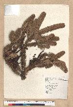 Abies kawakamii (Hayata) Ito 臺灣冷杉