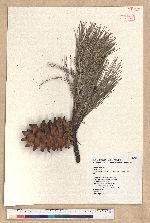 Pinus armandii Franchet var. masteriana Hayata 臺灣華山松