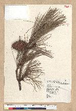 Pinus taiwanensis Hayata 臺灣二葉松