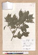 Pasania cornea (Lour.) Liao 後大埔石櫟