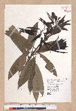 Litsea acuminata (Blume) Kurata 長葉木薑子