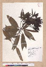 Litsea acuminata (Blume) Kurata 長葉木薑子