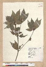 Neolitsea aciculata (Blume) Koidz. var. variabillima (Hayata) J. C. Liao 變葉新木薑子