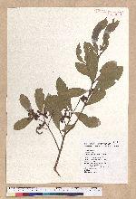 Litsea hypophaea Hayata 小梗木薑子(黃肉樹)
