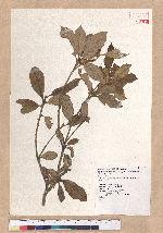 Cyclobalanopsis championii (Benth.) Oerst. ex Schott. 嶺南椆