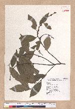 Lindera communis Hemsl. 香葉樹
