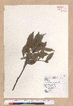 Cyclobalanopsis glauca (Thunb.) Oerst. 青剛櫟