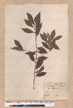 Actinodaphne hypoleucophlla Hayata