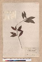 Actinodaphne hypoleucophlla Hayata