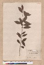 Actinodaphne hypoleucophlla Hayata
