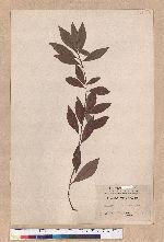 Actinodaphne hypoleucophlla Hayata