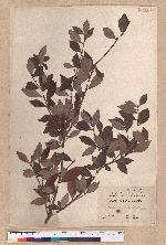 Actinodaphne hypoleucophlla Hayata