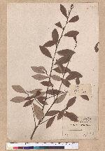 Actinodaphne sp.