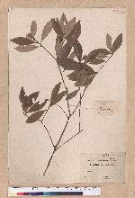 Actinodaphne sp.