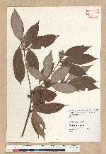 Neolitsea sp.