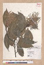 Pasania hancei (Benth.) Schott. var. ternaticupula (Hayata) Liao 三斗石櫟