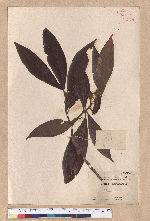 Litsea dolichocarpa Hayata