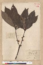 Neolitsea konishii (Hayata) Kanehira & Sasaki 五掌楠