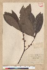 Neolitsea konishii (Hayata) Kanehira & Sasaki 五掌楠