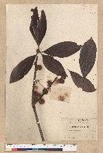 Neolitsea konishii (Hayata) Kanehira & Sasaki 五掌楠