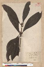 Neolitsea konishii (Hayata) Kanehira & Sasaki 五掌楠