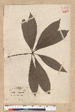 Neolitsea konishii (Hayata) Kanehira & Sasaki 五掌楠