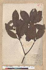 Neolitsea konishii (Hayata) Kanehira & Sasaki 五掌楠