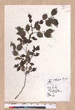Lindera akoensis Hayata 內冬子