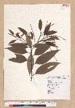 Castanopsis formosana (Skan) Hayata 臺灣栲